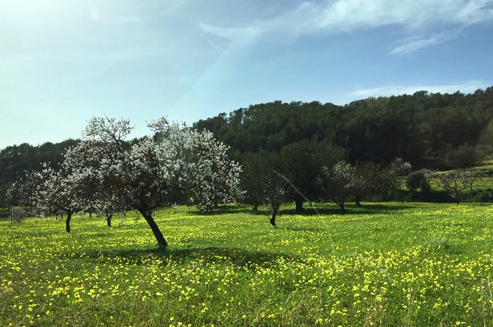 almond tree flowering route in Ibiza southern route